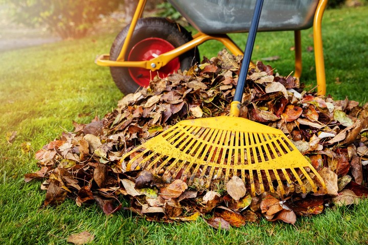 Nová záhrada - lístie